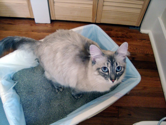 What is a 911 Pet Emergency?