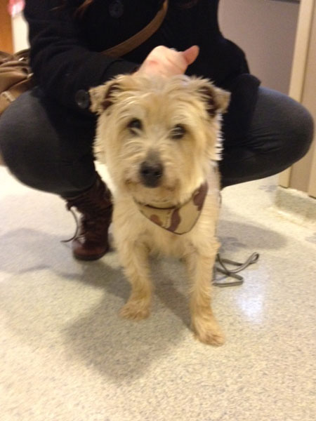 Stray Dog Brought to Vale Park Animal Hospital