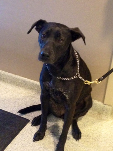 Stray Dog Waiting for Her Family at Vale Park