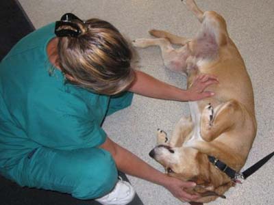 Vale Park Animal Hospital&#8217;s Spring Fling set for March 28, 2015