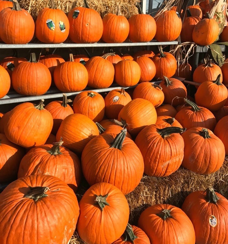 #1StudentNWI: Westville’s Halloween Festivities