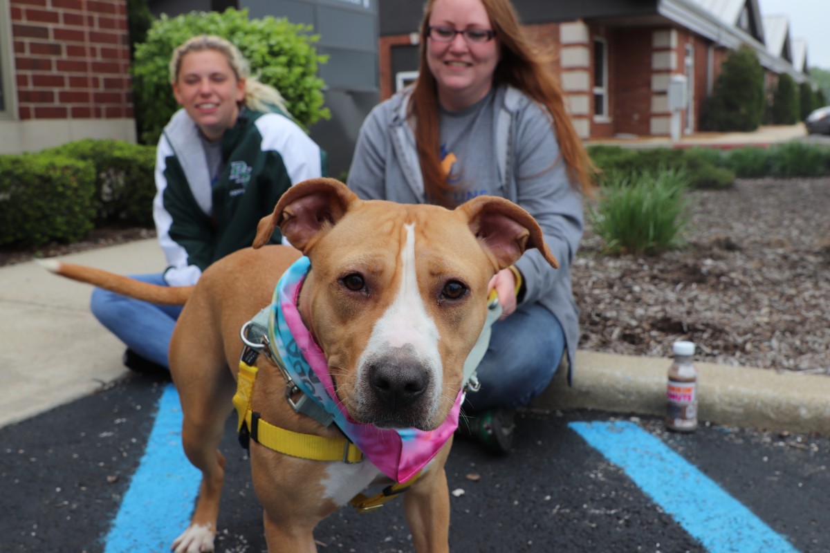 Advanced Animal Medical Hosts Open House &amp; Adopt-a-thon for Dyer Community to Find New Forever Friends