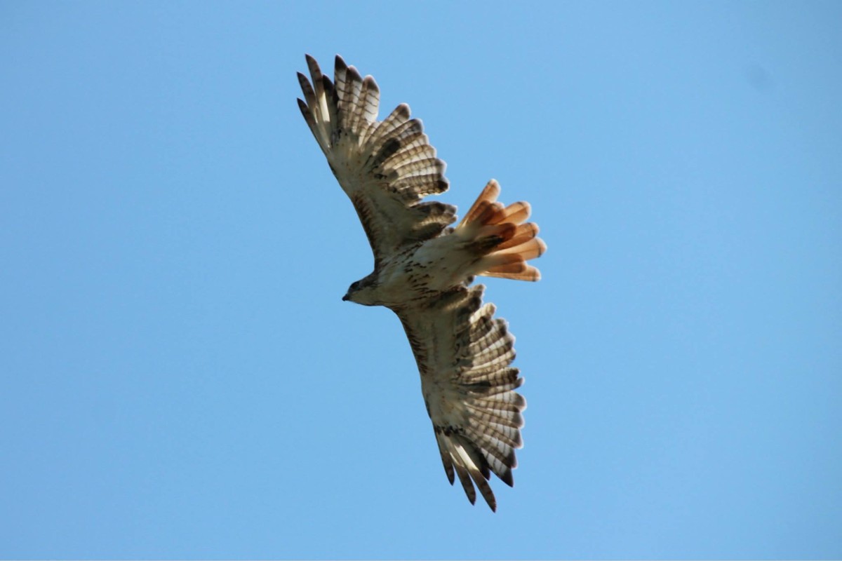 Through the Lens: Birds of Indiana