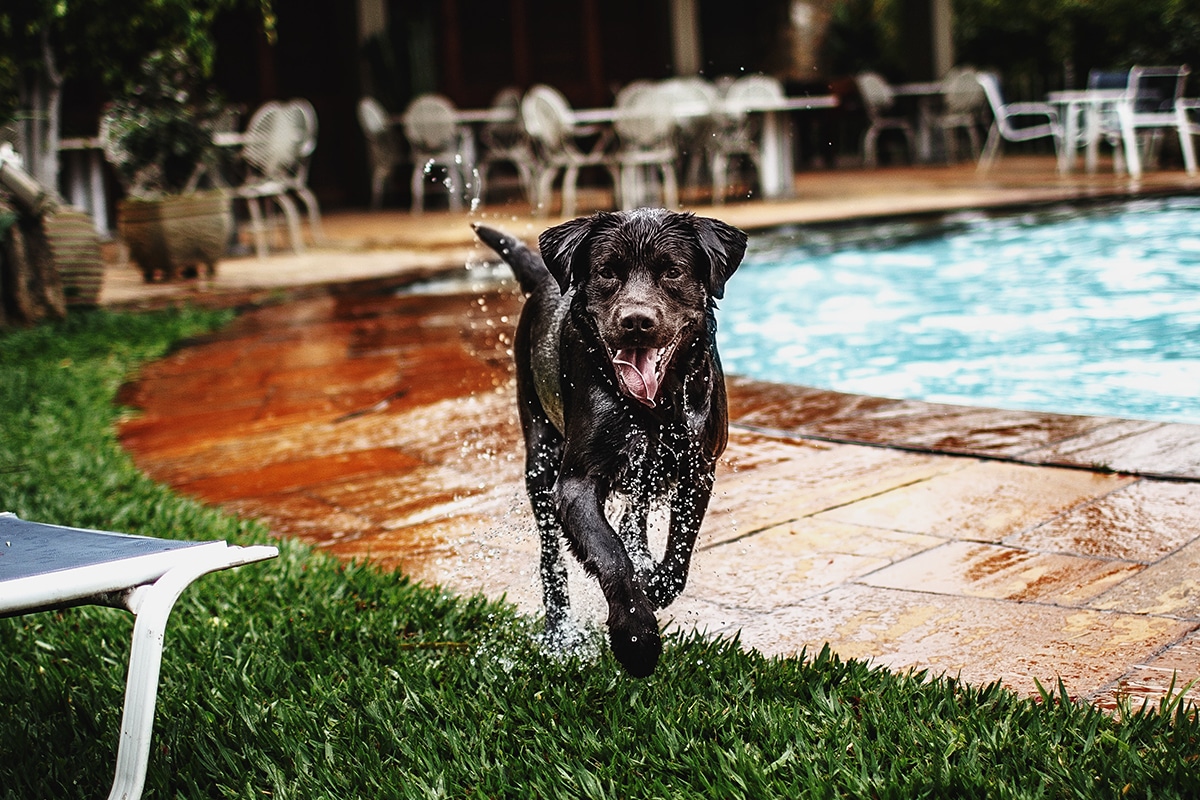 Why Mousse the chocolate Labrador loves McAfee Animal Hospital