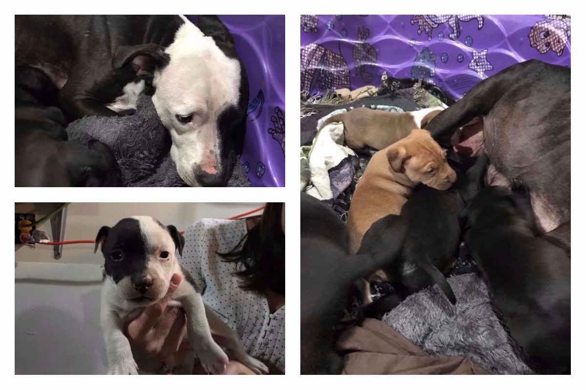 Puppies &amp; Mom Safe After Months of Evading Capture