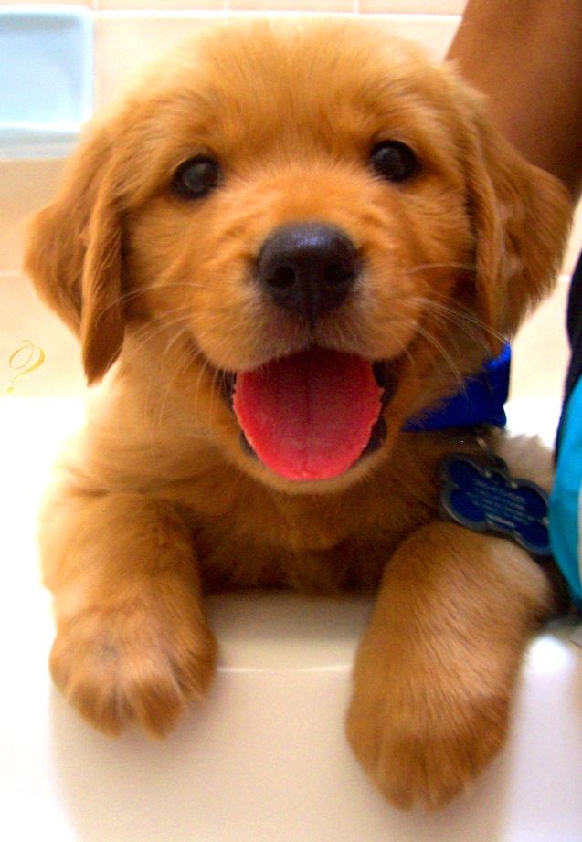 Board Your Pets with McAfee Animal Hospital